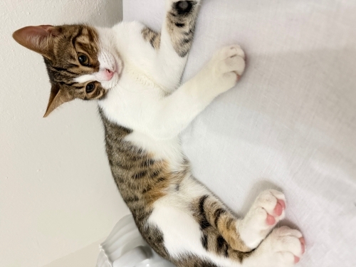 Köpüğe yuva arıyoruzzzz fotoğraf