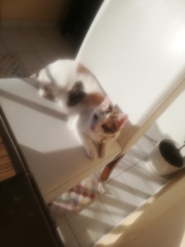 Sıcak ev ortamı seven prenses yeni yuvasını arıyor fotoğraf