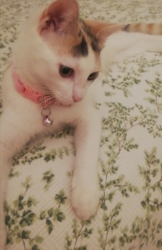 Sıcak ev ortamı seven prenses yeni yuvasını arıyor fotoğraf