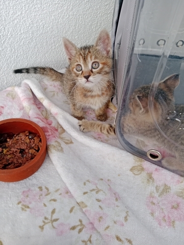 55 günlük bebekler ömürlük yuvasını ariyor fotoğraf