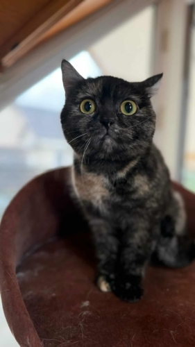 Paspas kızımız yuva arıyor fotoğraf