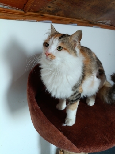 Eirini kızımız yuva arıyor fotoğraf