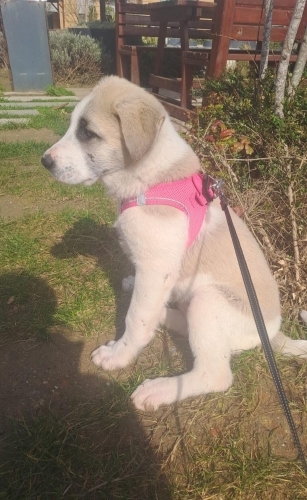 Acil yuva aranıyor fotoğraf