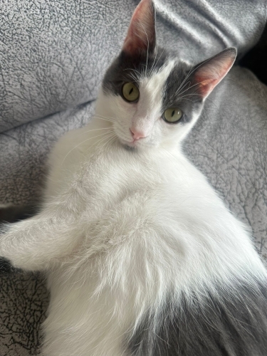 Tatlı, güzel gözlü sadosuma yuva fotoğraf