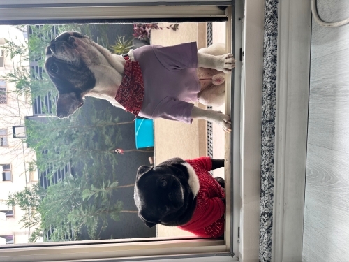 Frenchbulldog ücretsiz sahiplendirme yapacağız fotoğraf