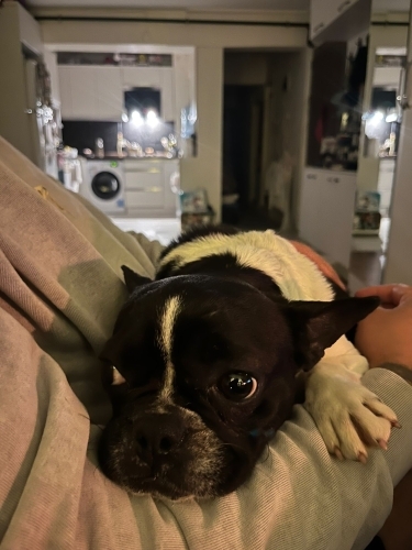 Acil yuva arıyoruz fotoğraf