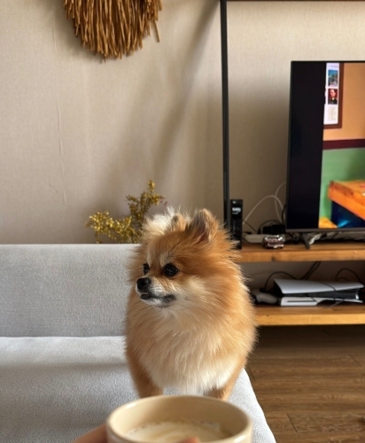 4 yaşında pomeranian kızımız için yuva arıyoruz fotoğraf