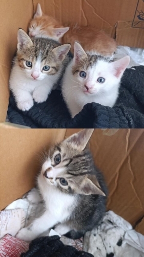 Sevimli 5 haftalık dişi bebişlerimiz yuva bekliyor fotoğraf