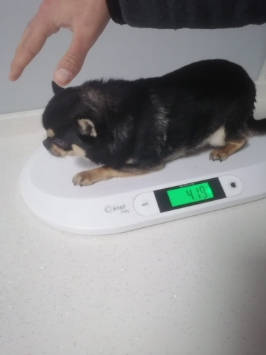 ŞİVAVA cinsi köpek fotoğraf