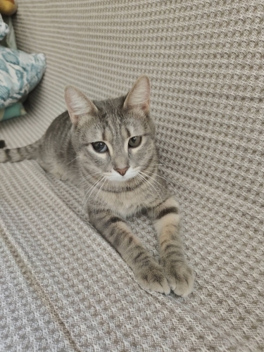 ANTALYA ACİL YUVA fotoğraf