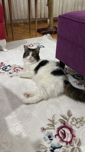 KISIR VE SOKAK GÖRMEMİŞ VENÜS İÇİN YUVA fotoğraf