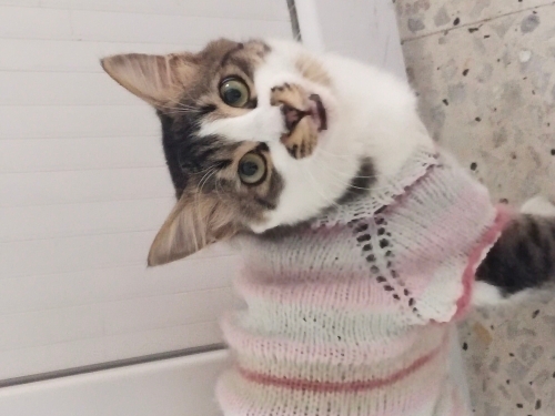 8 aylık erkek tekir kedi sahiplendirmek istiyoruz fotoğraf