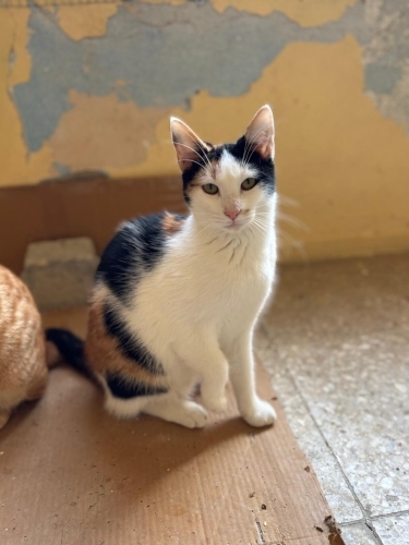 Akıllı ve çok girişken bir çocuk fotoğraf