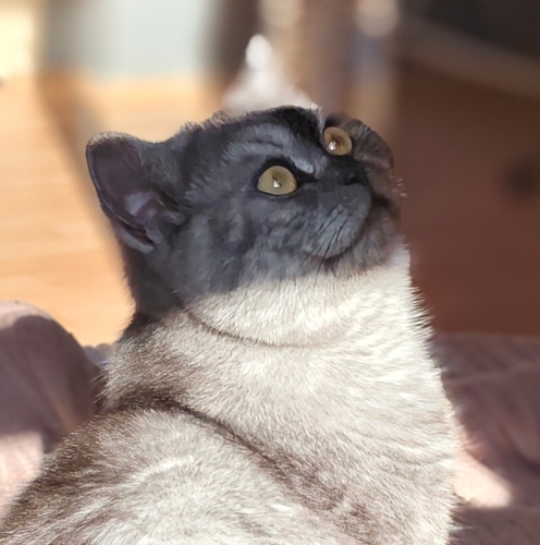 Hayat dolu Merlin ve Ares'e yuva fotoğraf