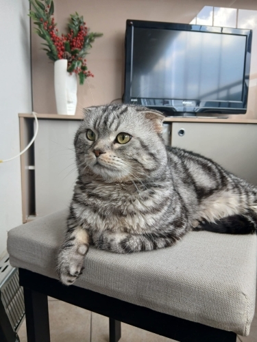 Duman ücretsiz cins kedi güvenli yuva arıyoruz acil fotoğraf