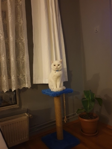 🐾 Sevgi Dolu Yuvaya Ücretsiz Sahiplendirme 🐾 fotoğraf