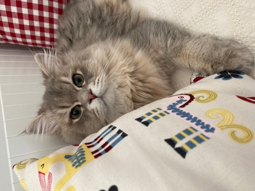 Güzel kedimiz Şotayı sahiplediriyoruz fotoğraf