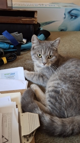 British shorthair 10-12 aylık dişi fotoğraf