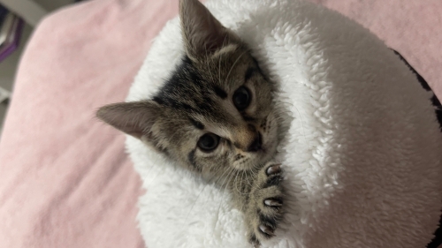 Terkedilmiş kış günü sokakta yalnız yaşam mücadelesi veren yavru fotoğraf