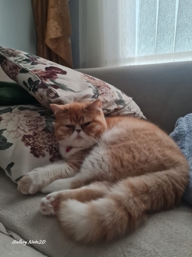 ORJİNAL EXOTİC SHORTAİR ÜCRETSİZ SAHİPLENDİRİLECEKTİR. fotoğraf