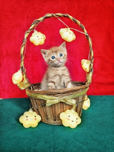 🐾 Küçük Prens Yuvasını Arıyor 🐾 fotoğraf