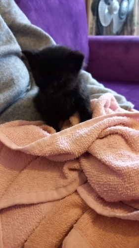 Minik yuva arıyor fotoğraf