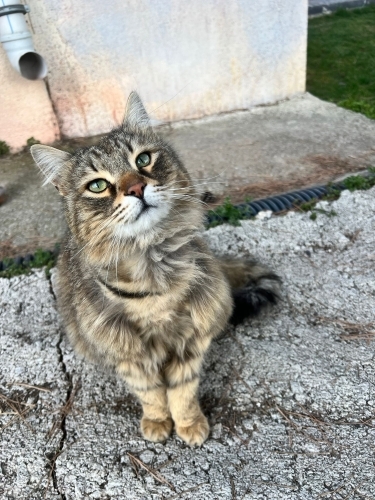 KÖFTE YUVA ARIYOR fotoğraf