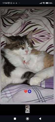 Elazığ merkez iki kedimiz var 8 aylıklar fotoğraf