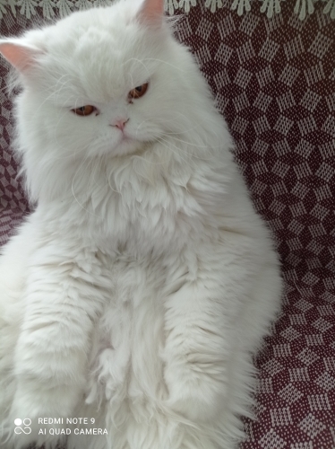 Sakın uysal kendini sevdiren sessiz fotoğraf