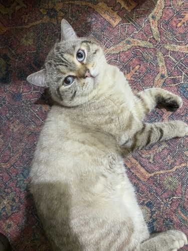 Mavi gözlü yakışıklı bir bey fotoğraf