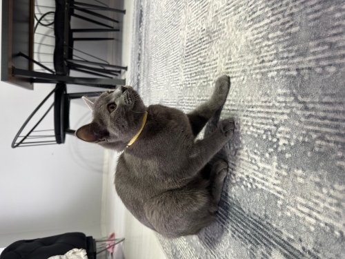 Orjinal Rus Mavisi fotoğraf