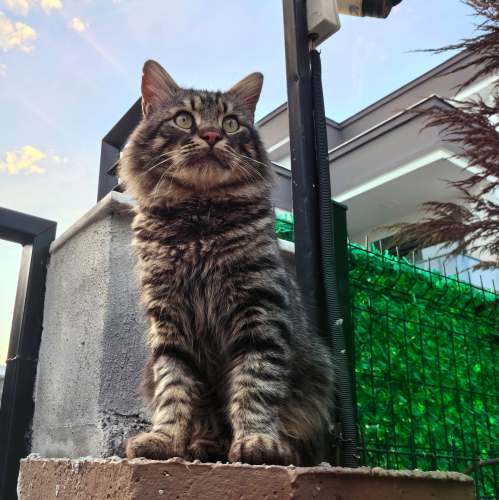 Uzun tüylü kırma cins Pako yeni yuva arıyor fotoğraf