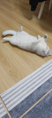 Sevecen uysal uyumlu fotoğraf