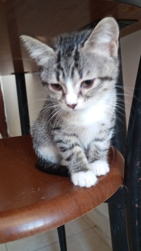 Suziye acil yuva fotoğraf