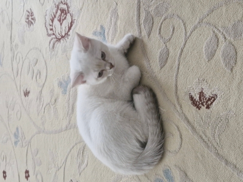 oyuncu, uysal temiz eğitimli fotoğraf