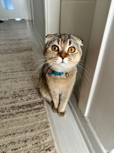 Ücretsiz sahiplendirme fotoğraf