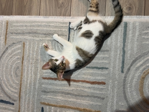 Lebi kalıcı yuvasını arıyor fotoğraf