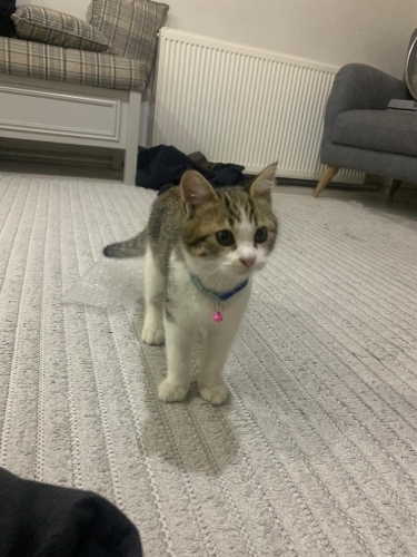 Fıstığa yuva arıyoruz fotoğraf