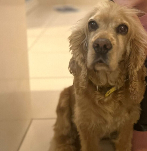 tarçın ı ailesine katacak bir yuva arıyoruz fotoğraf