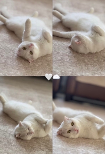 Ömürlük Yuvasını Arıyor fotoğraf