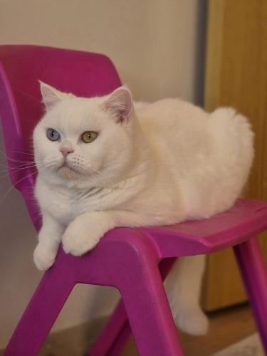 Kedilerimize güvenilir yuva ariyoruz fotoğraf