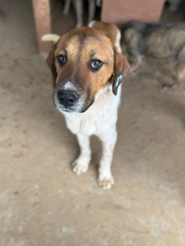 ROCCO- ASİL, UYSAL VE MİNİK BİR KALP fotoğraf