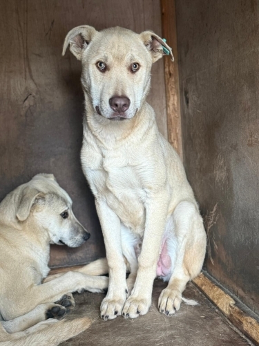 RON VE BLANC- ŞEFKATİ BEKLEYEN İKİ GÜZEL BEYAZ MELEK KARDEŞ- MELEZ fotoğraf