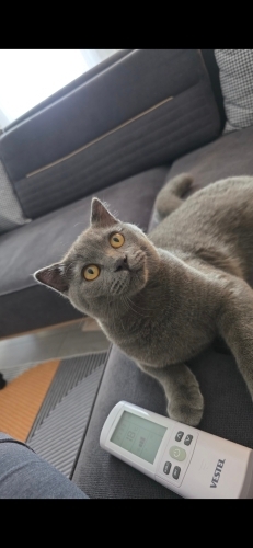 Oyuncu kendimize yuva arıyorum fotoğraf