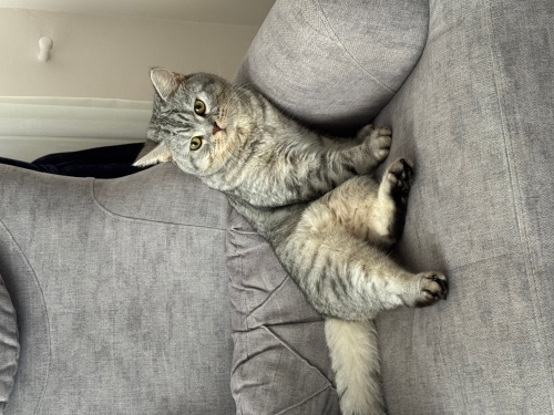 Ücretsiz sahiplendirilecektir fotoğraf