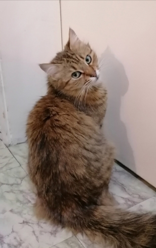 Pişi kalıcı yuvasını arıyor. fotoğraf