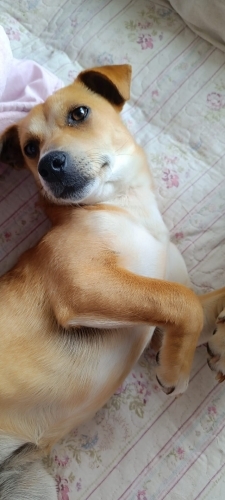 7-8 AYLIK CHİHUAHUA MELEZİ fotoğraf