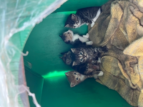 1 AYLIK YAVRU KEDİLER fotoğraf