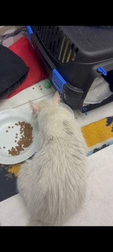 Hamile kedimize gecici yuva fotoğraf