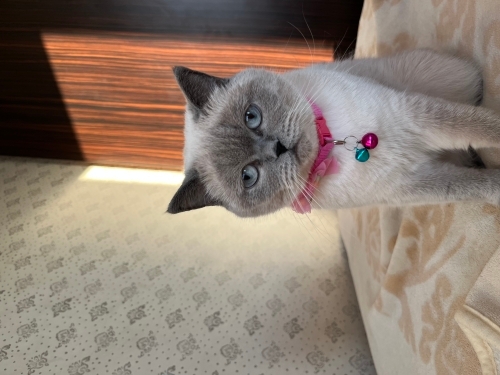 Güzel kızım miya fotoğraf